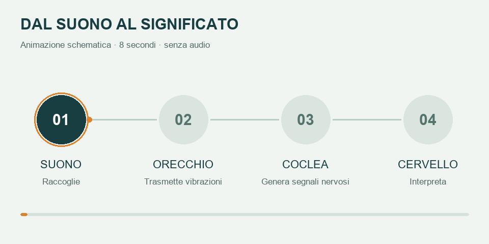 Schema: suono, orecchio, coclea e cervello